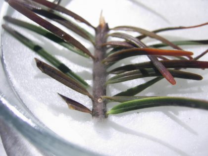 Lab specialist examining plant samples