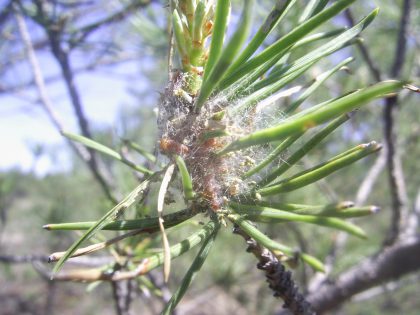 Pine sawfly damage