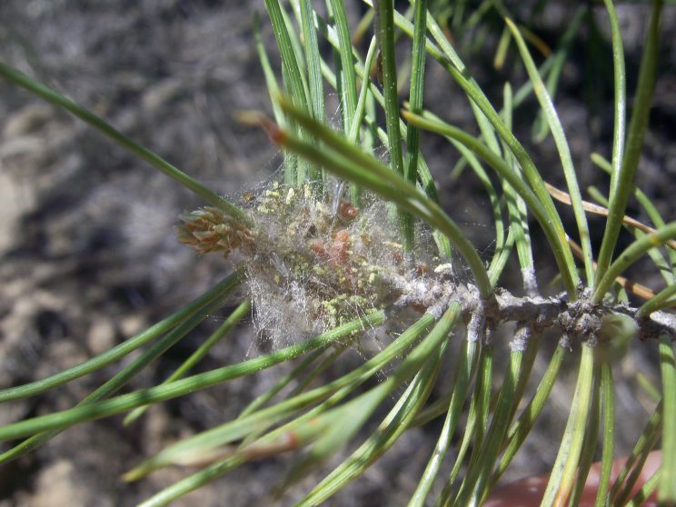 Sawfly larvae in pine needles