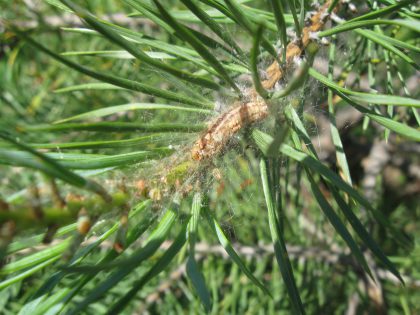 Pine sawfly larvae