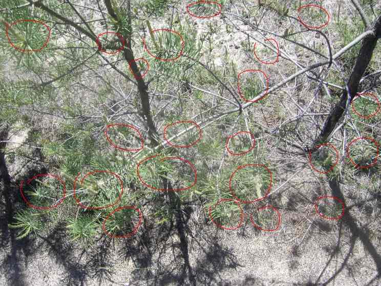 Forest damage