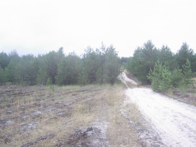 Pine sawfly infestation