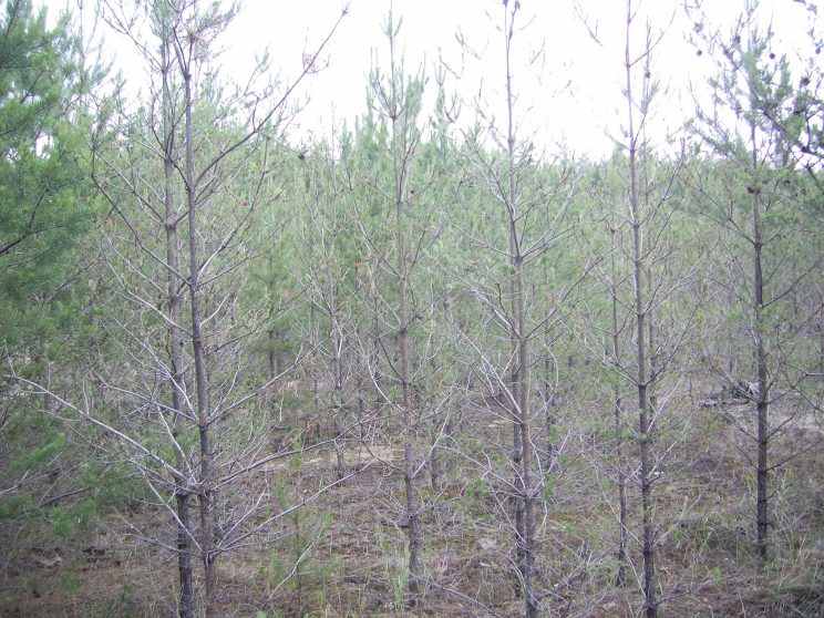Pine trees affected by sawflies