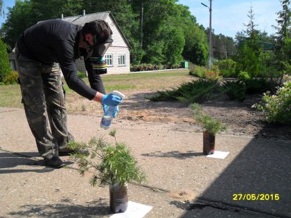 Sawfly control measures