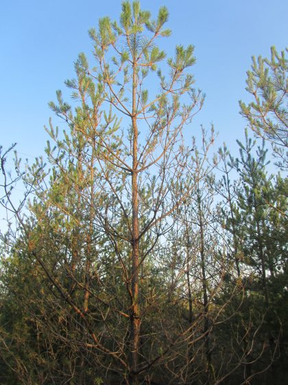 Monitoring pine sawflies