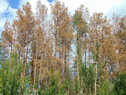 Dead pine trees due to infestation