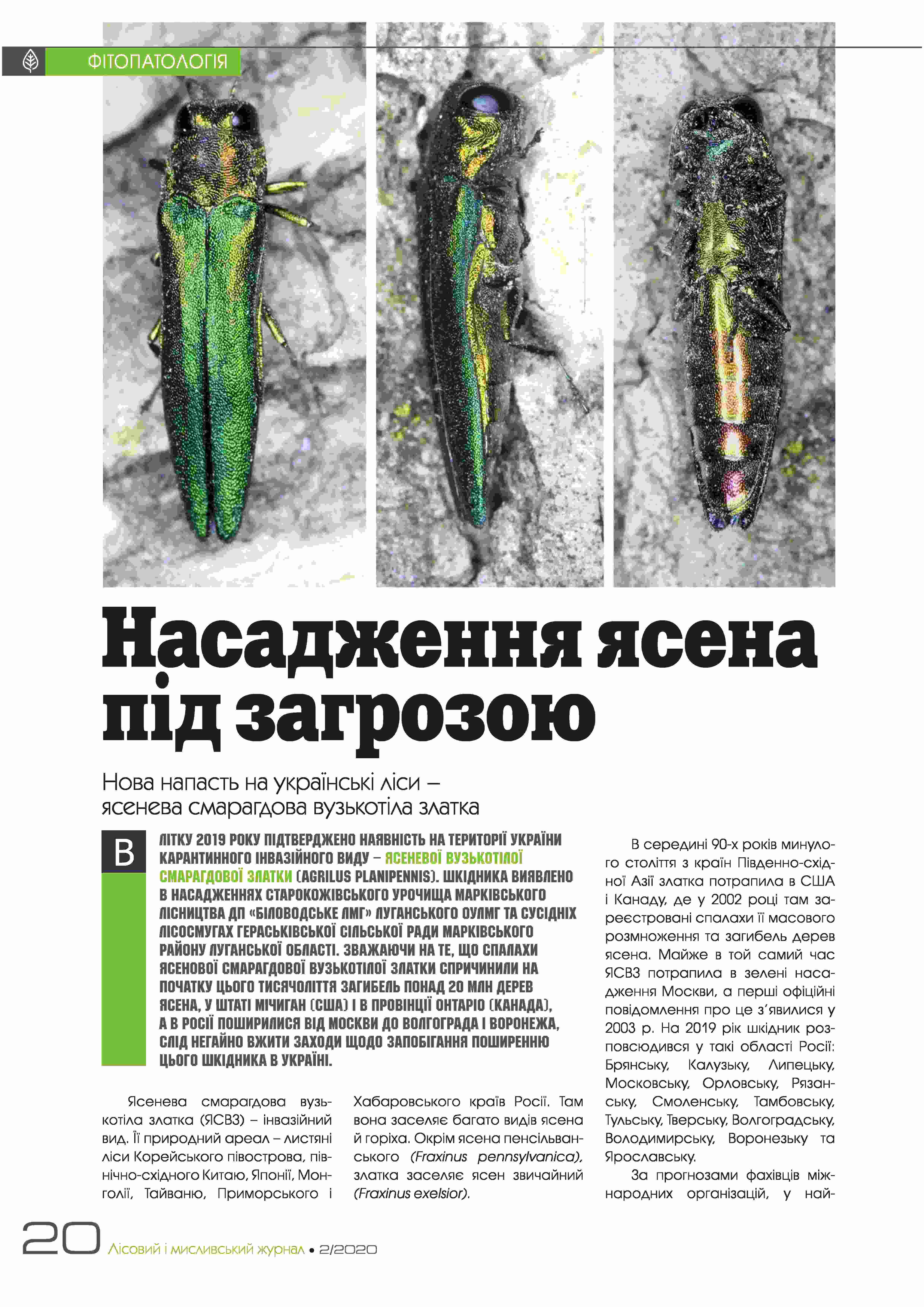 Ash trees in danger