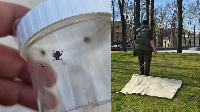 Tick inspection