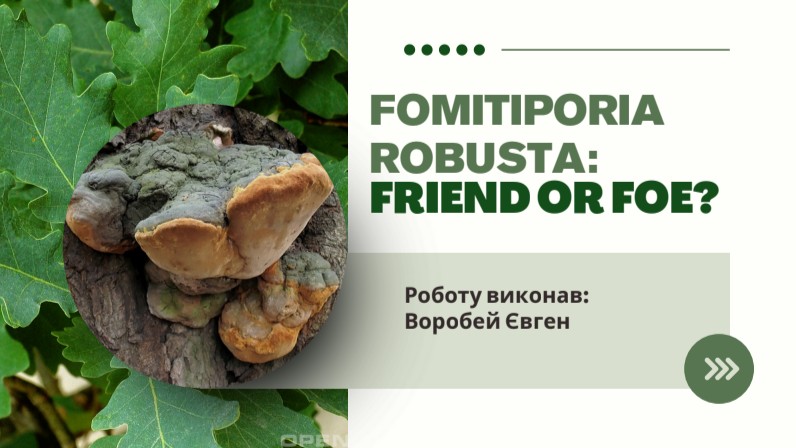 Fomitiporia robusta