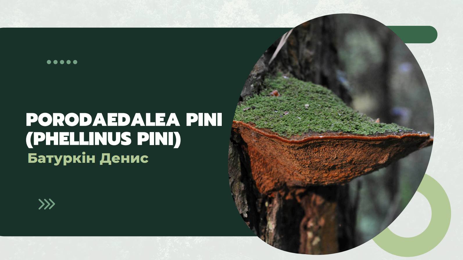 Porodaedalea pini (Phellinus pini) - Red Ring Rot Fungus